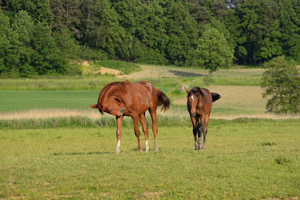 Horse suffering from insect bite hypersensitivity scratching its chest. 