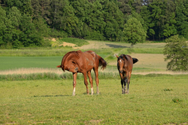 attack of insects,chestnut horse chasing away insects of it´s breast