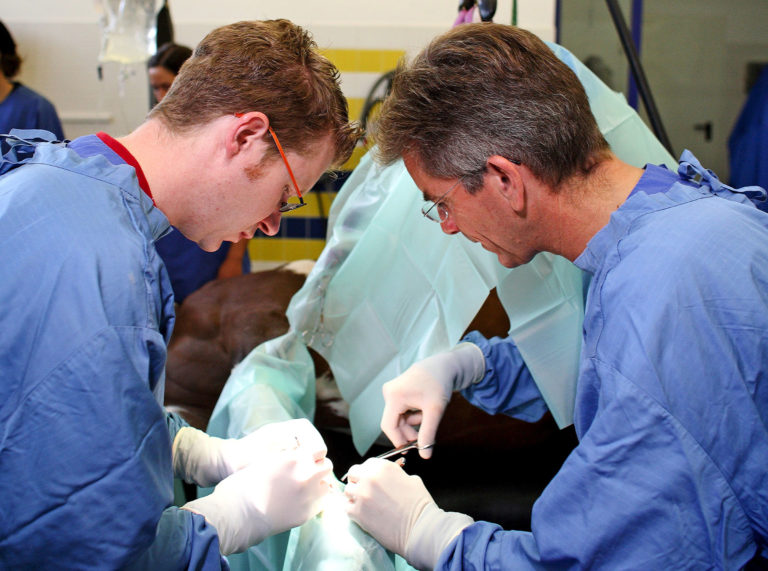 equine veterinarians surgery