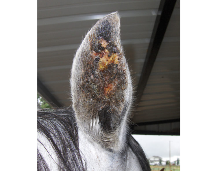 VSV ear lesions