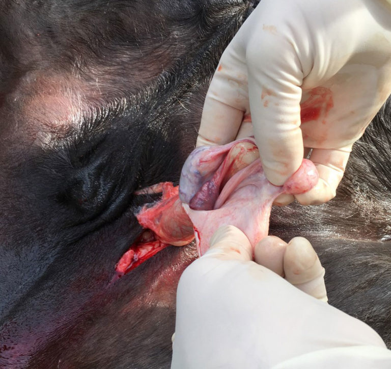 castration general anesthesia