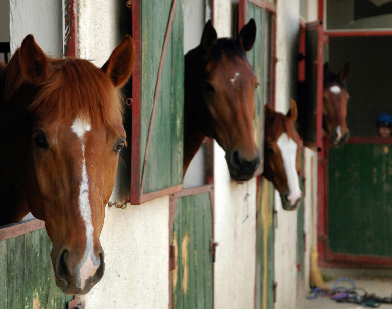 A Diagnostic Approach to Equine Glanders in Germany promo image