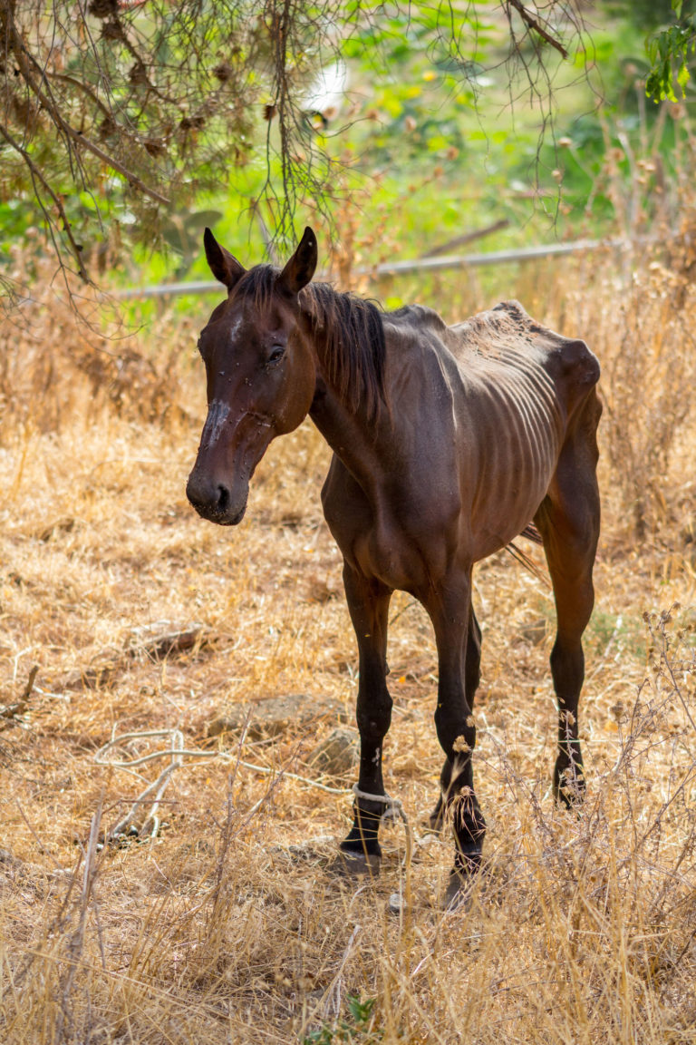 A Veterinarian’s Responsibility in Horse Abuse Cases promo image