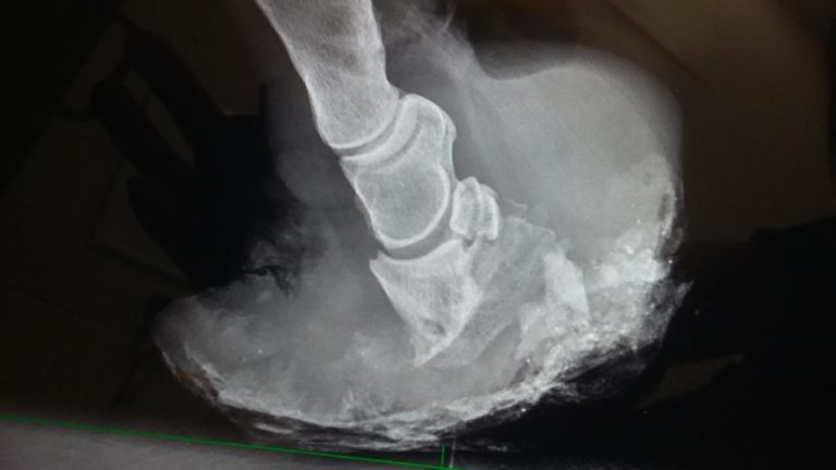 Alfie laminitis radiograph