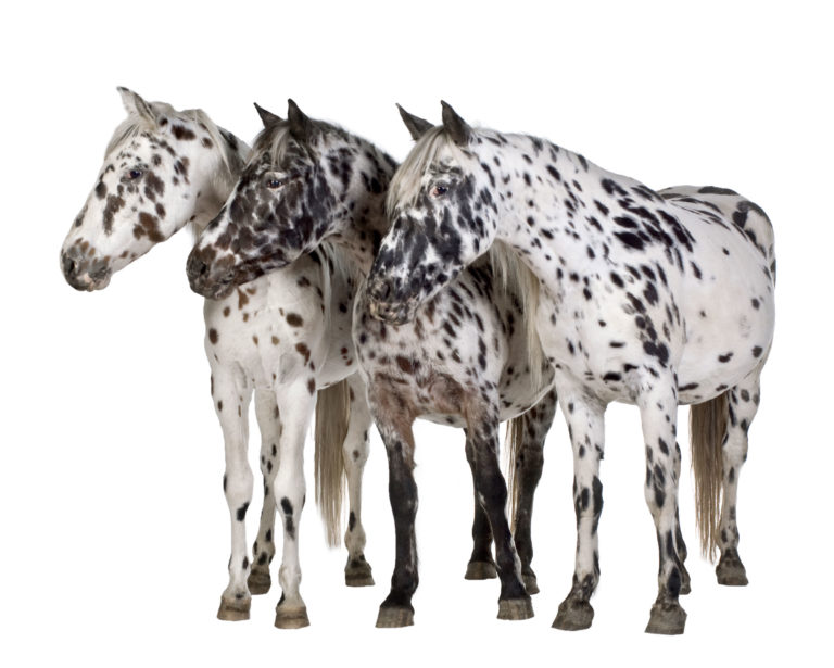 appaloosa three horses white backtround