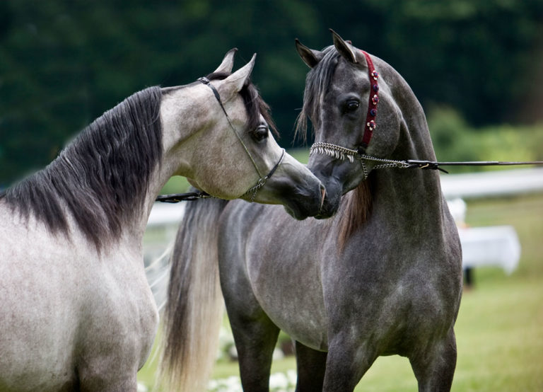 arab stallion mare