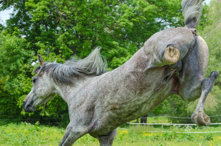 Arab stallion kicking at camera