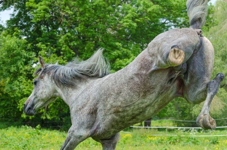 ARab stallion kicking at camera