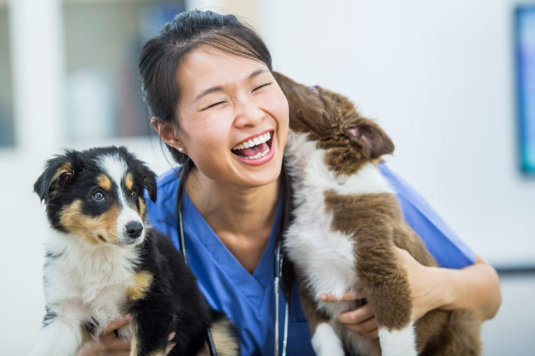 Asian veterinarian two puppies