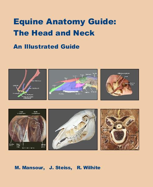 Auburn equine anatomy guide