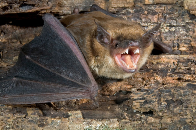 Bat