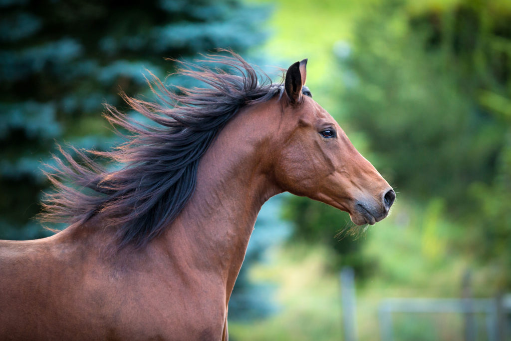 bay horse mane flying head and neck
imaging the equine head often requires advanced techniques. 
