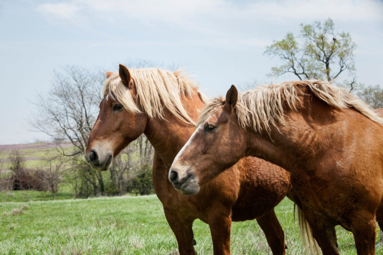 Belgian horses in field