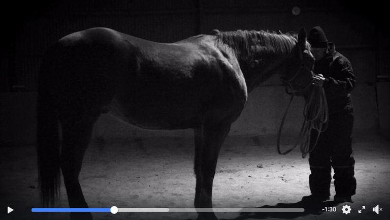 BI-video-screen-capture-vet-horse-bxw-1200