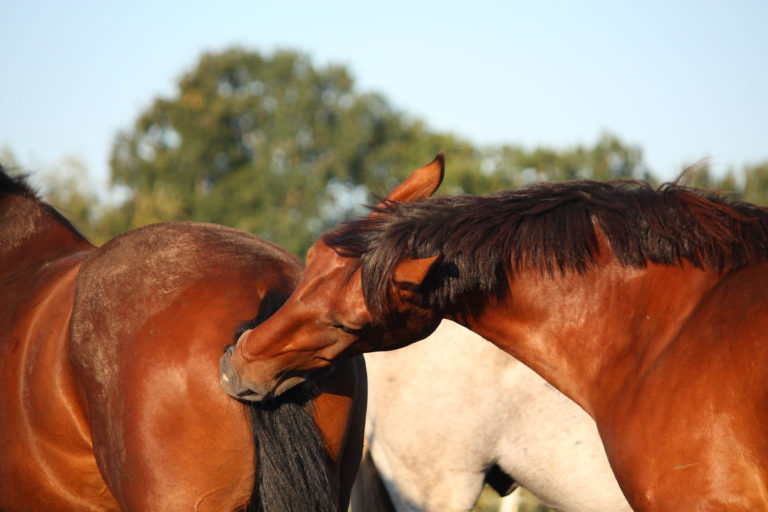horse biting horse butt