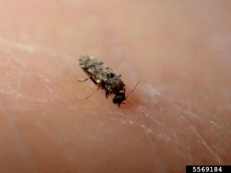 Culicoides biting midges