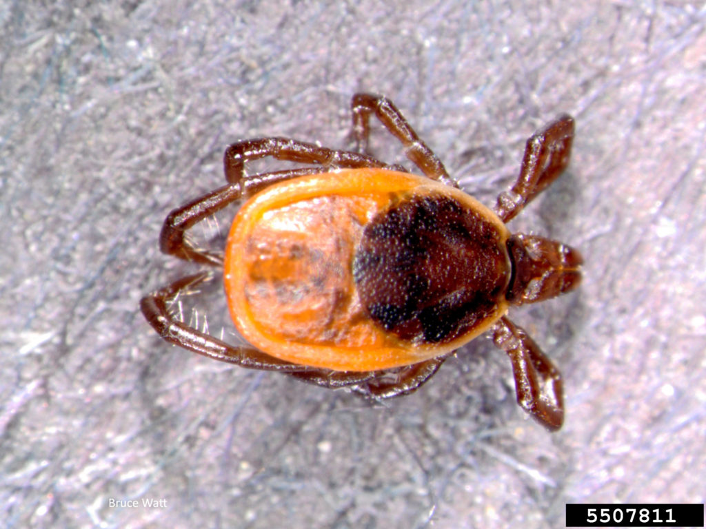 Black-legged tick Ixodes scapularis