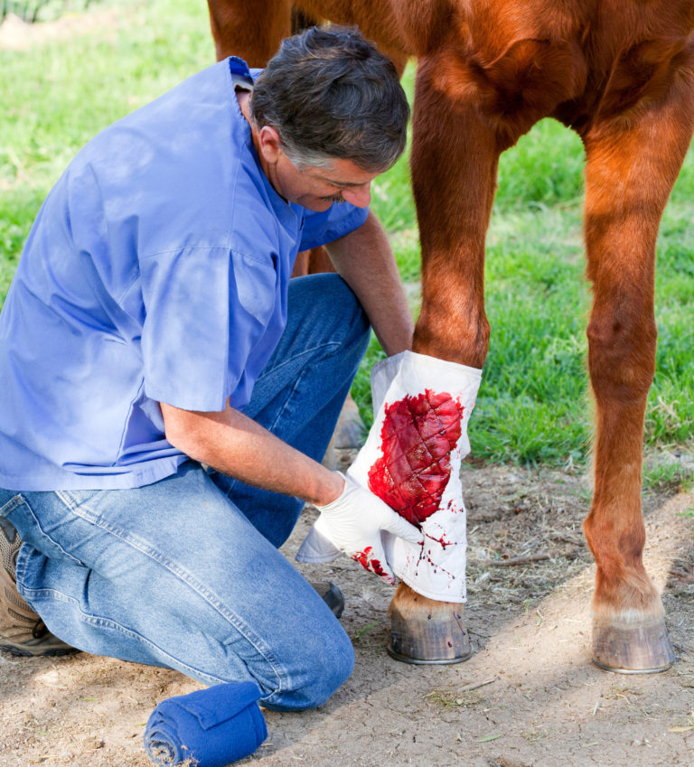 blood wound leg vet horse