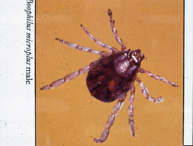 Boophilus microplus tick
