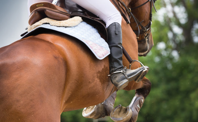 boots forelimbs jumping horse