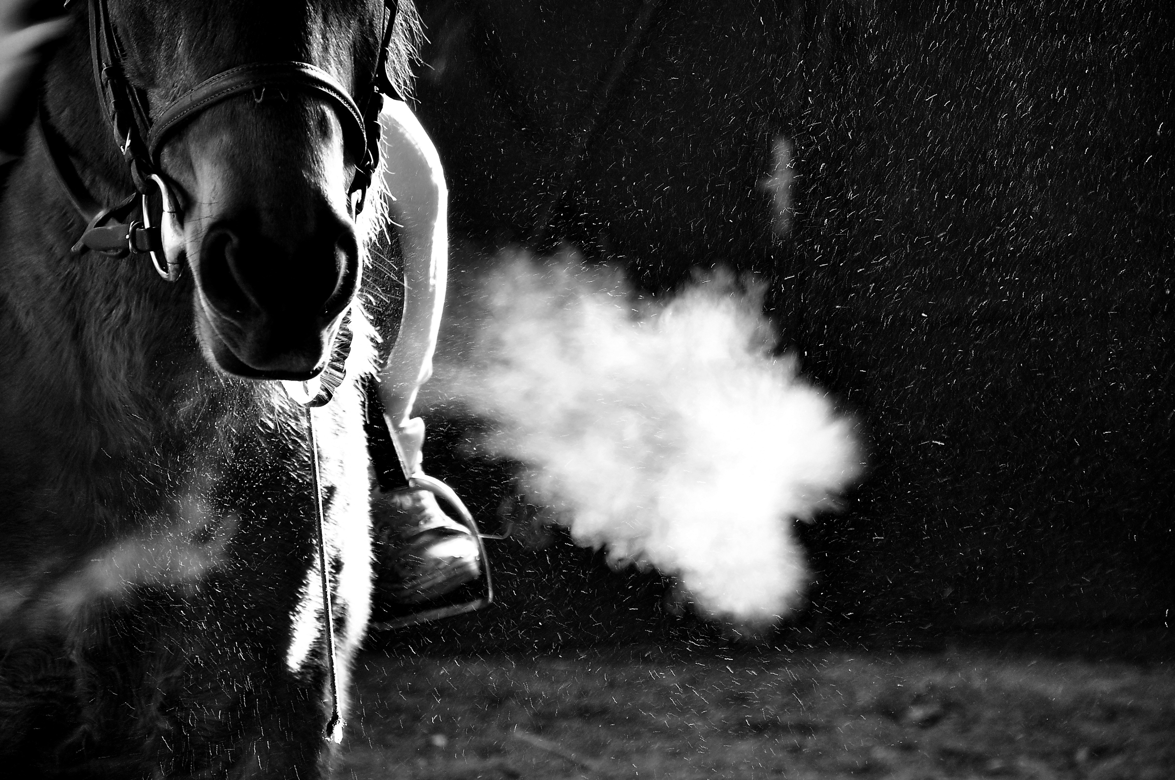 breath horse black and white