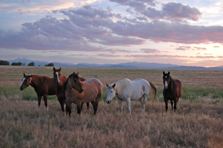 broodmares outside sunset
