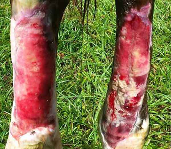 Coby-Both-Legs-Day-Before-Silver-Whinnys-73-days-after-Accident-600