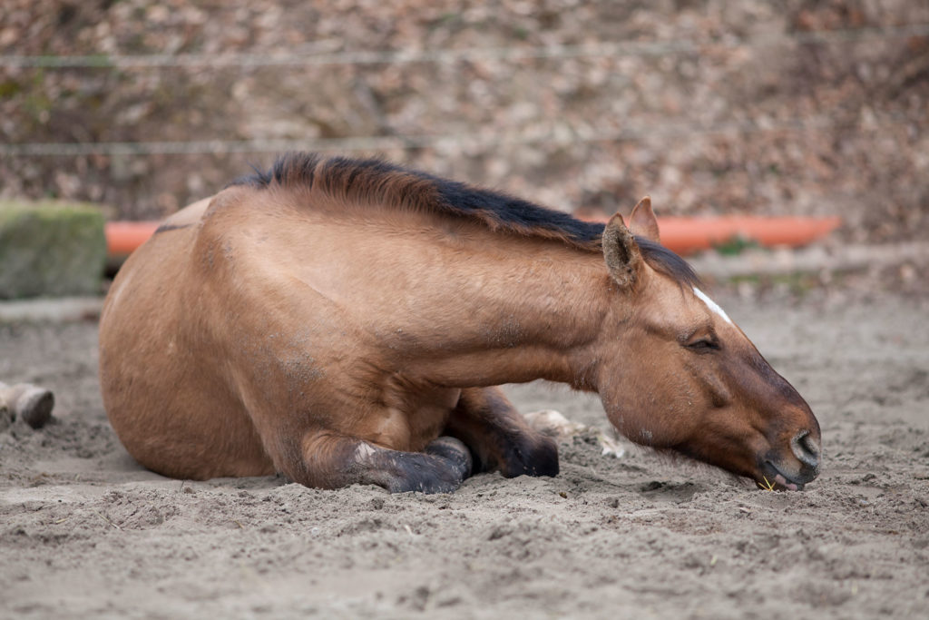 Horse with colic or colitis down