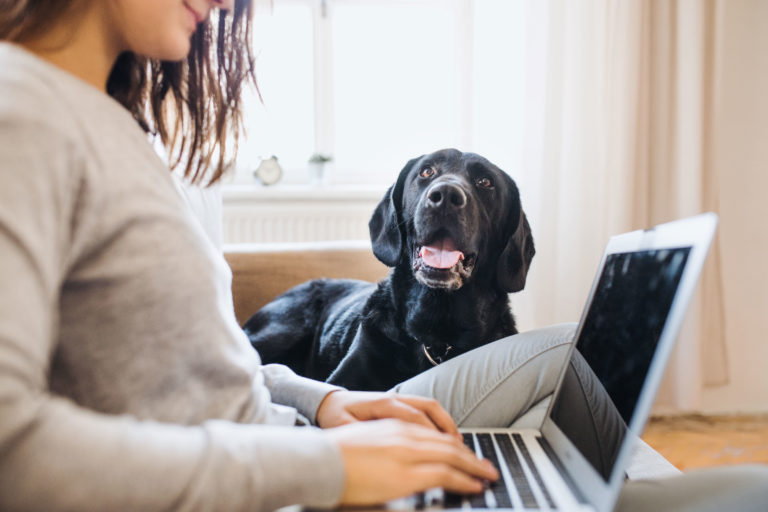 college woman computer with dog