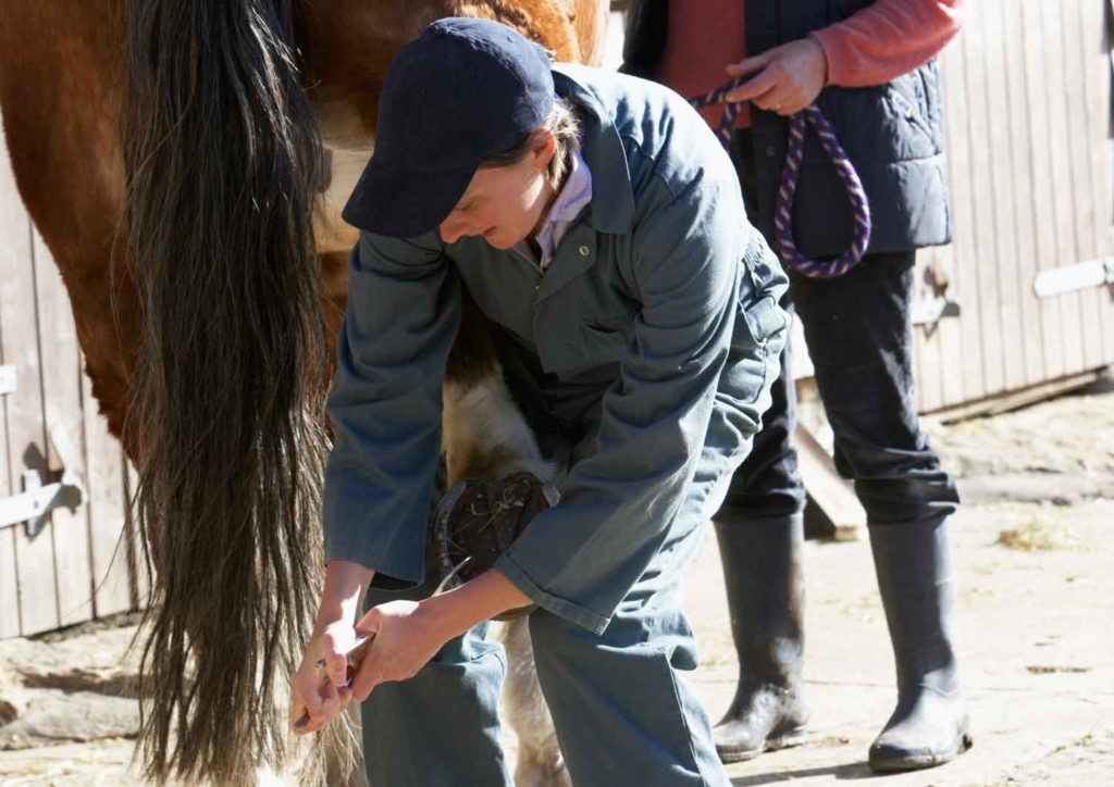 Veterinarian or farrier crouched over working on a horse, which might result in injuries. 