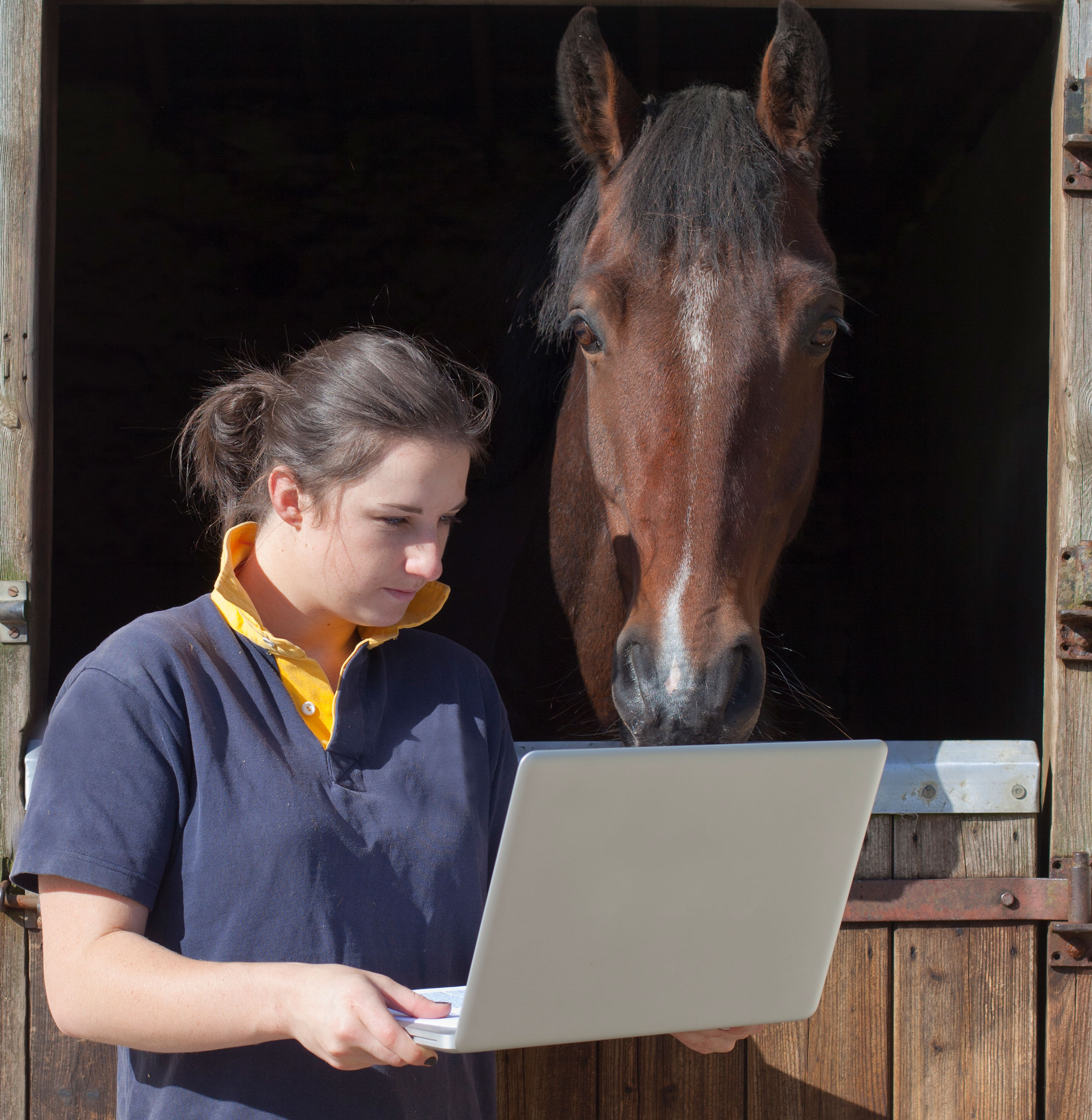 computer horse owner stall