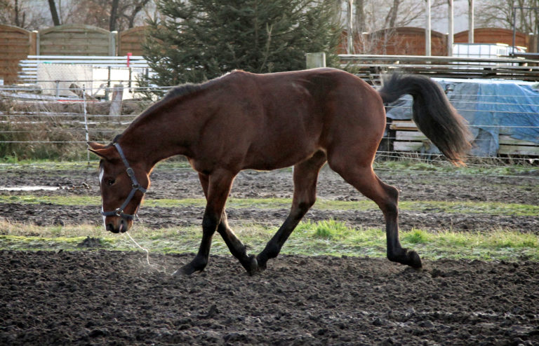 coughing-horse-120221532_ABFa4-2400