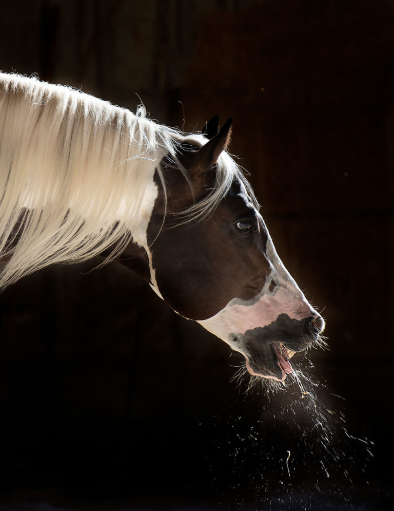 coughing-horse-paint-120719911_ABFa4-1200V