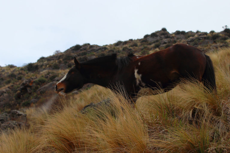coughing paint horse on hill