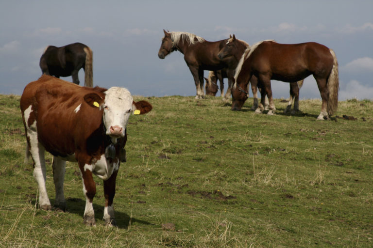 cow horses field