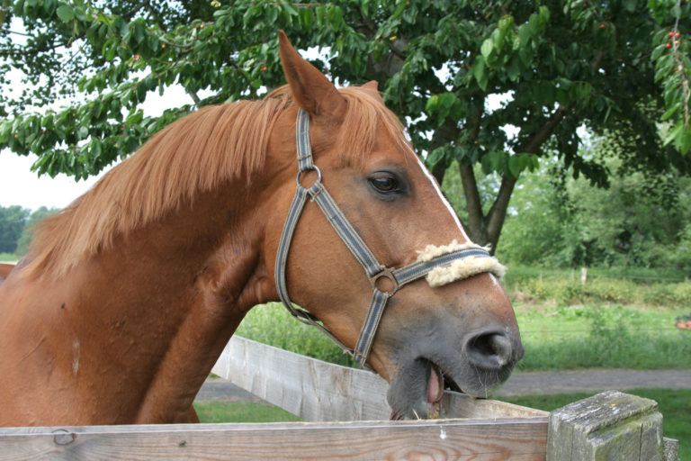 cribbing horse