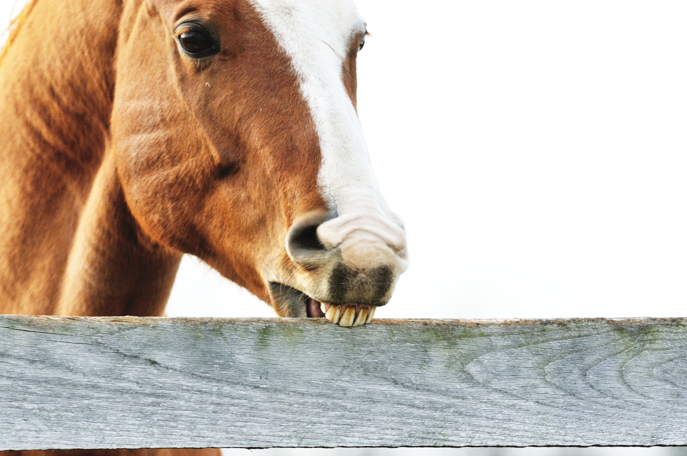 Does Cribbing Cause Ulcers, or Do Ulcers Cause Cribbing? EquiManagement