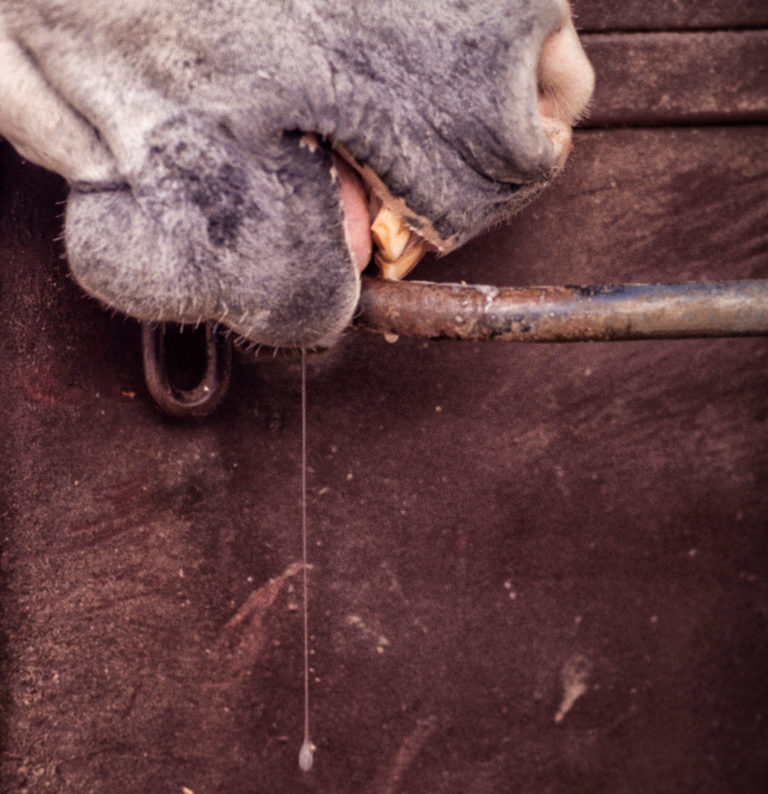cribbing-slobber-closeup-gray-horse-iStock-Charles-Mann-510798025-2400
