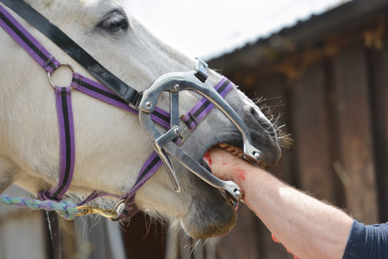 dental vet horse