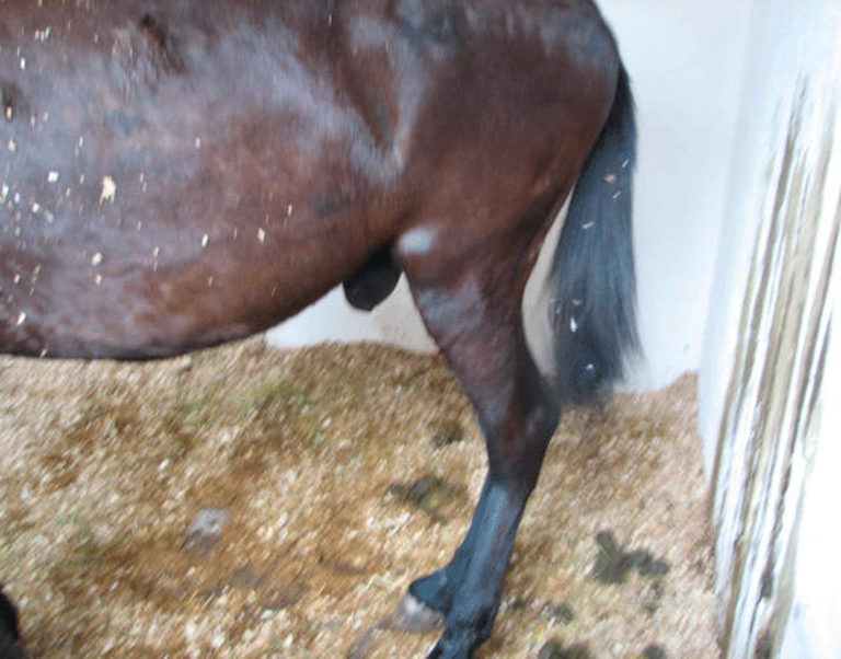horse diarrhea on wall