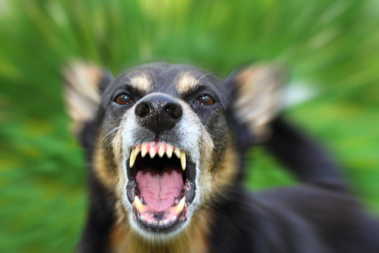 dog angry snarling