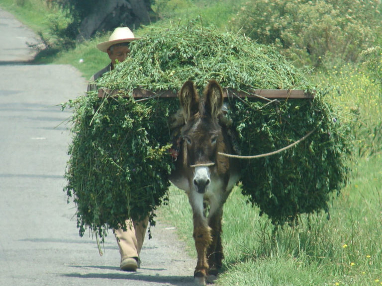 donkey carrying burden