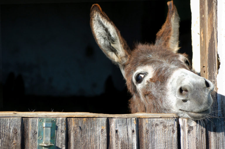 donkey looking out barn window
