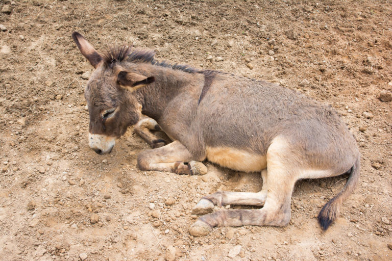 donkey lying down