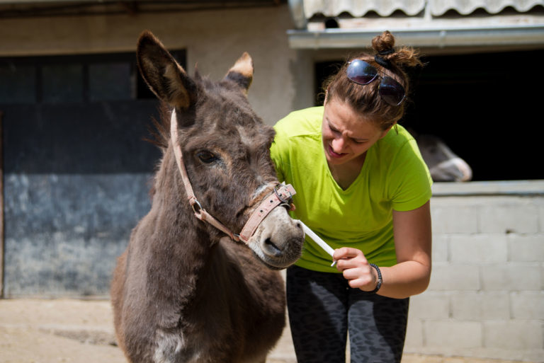 donkey vet oral treatment