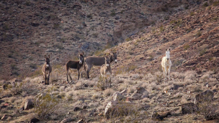 donkeys wild California