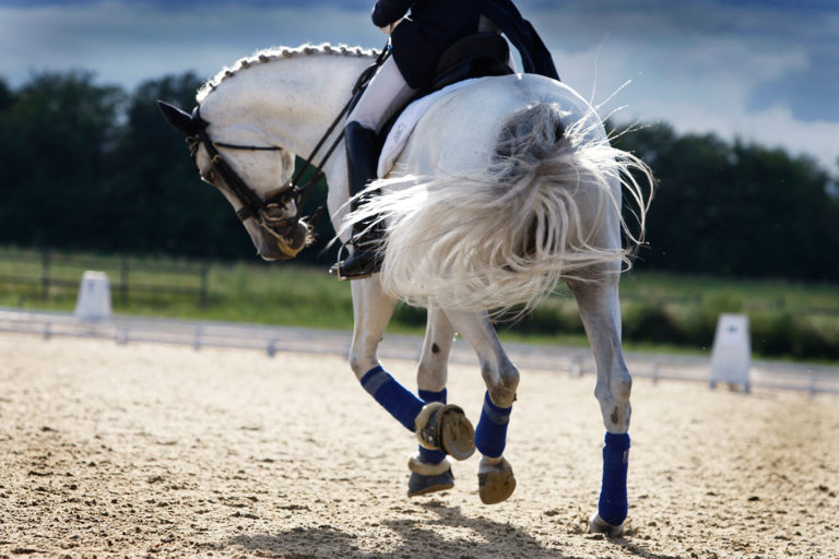 dressage gray horse from behind