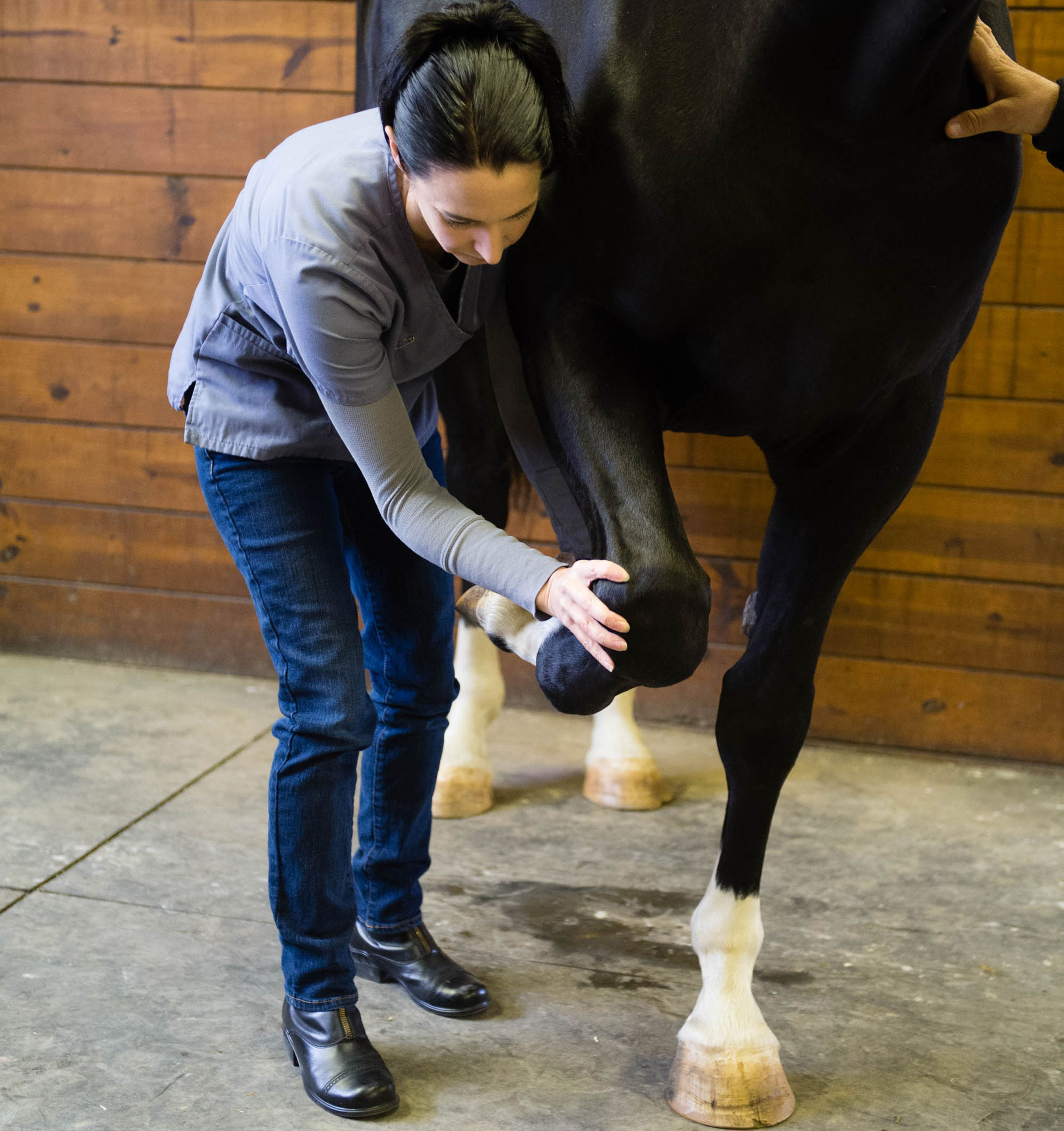 Research on Massage as a Tool to Relax Racehorses - EquiManagement