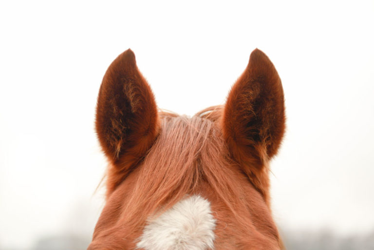 ears horse closeup from above eyes