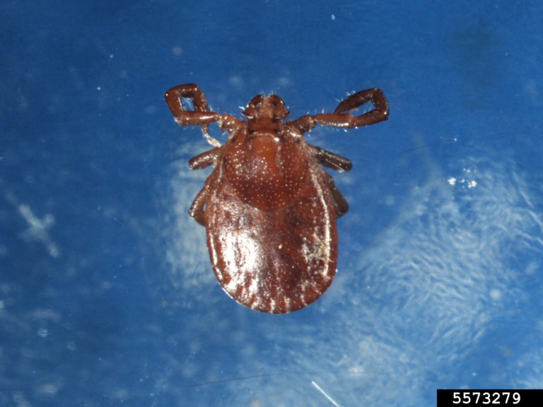 East Asian longhorned tick Haemaphysalis longicornis